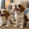 Does Kibble Make Dogs Poop More? Understanding Your Dog's Digestive Health