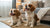 Does Kibble Make Dogs Poop More? Understanding Your Dog's Digestive Health