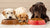 Does Kibble Size Matter for Dogs? Understanding the Importance of Choosing the Right Size