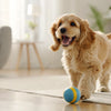 Does Milk Give Dogs Diarrhea? Understanding Lactose Intolerance and Dairy’s Impact on Your Dog’s Digestive Health