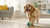 Does Milk Give Dogs Diarrhea? Understanding Lactose Intolerance and Dairy’s Impact on Your Dog’s Digestive Health
