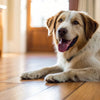 Does My Dog Need Grain-Free Food? Understanding Pet Nutrition Choices