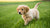 Does My Dog Need High Protein Food? Understanding Canine Nutritional Needs