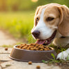 Does My Dog Need Kibble? Exploring Dietary Choices for Our Canine Companions
