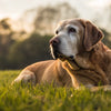 Does My Dog Need Senior Food? Understanding Dietary Changes for Aging Pooches