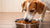 Does My Dog Need Wet Food? Understanding the Benefits and Considerations for Pet Owners