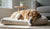 Does Neutering a Dog Change Behavior? Exploring the Impact on Our Canine Companions-141421609199