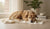 Does Neutering a Dog Change His Behavior? Understanding the Effects of this Common Procedure-141421347055