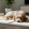Does Neutering a Dog Change Its Behavior? Exploring the Effects on Our Canine Companions