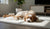 Does Neutering a Dog Change Its Behavior? Exploring the Effects on Our Canine Companions-141420429551