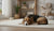 Does Neutering a Dog Help with Behavior? Understanding the Impact on Your Canine Companion-141420921071