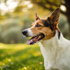 Does Neutering a Dog Make Them Gain Weight? Understanding the Connection