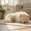Does Neutering Change Dog Behavior? Understanding the Impact on Our Canine Companions