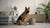 Does Peanut Butter Cause Diarrhea in Dogs? Understanding the Risks and Benefits for Your Furry Friend
