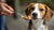 Does Peanut Butter Give Dogs Diarrhea? Understanding the Risks and Benefits