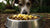Does Pineapple in Dog Food Stop Dogs From Eating Poop?-140133499119