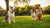 Does Playing with Other Dogs Count as Exercise? Understanding Your Dog's Activity Needs
