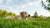 Does Prednisone Cause Weight Loss in Dogs? Understanding the Effects and Management