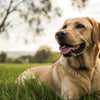 Does Prednisone Make Dogs Lose Weight? Understanding the Effects of This Common Medication