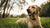 Does Prednisone Make Dogs Lose Weight? Understanding the Effects of This Common Medication