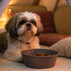 Does Pumpkin Cause Diarrhea in Dogs? Understanding the Benefits and Risks
