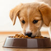 Does Puppy Food Give Dogs Diarrhea? Unpacking the Runtime of Digestive Distress