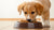 Does Puppy Food Give Dogs Diarrhea? Unpacking the Runtime of Digestive Distress