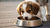 Does Puppy Food Give Dogs More Energy? Understanding Puppy Nutrition and Growth