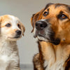 Does Puppy Food Have More Calories Than Dog Food? Understanding Your Pup's Nutritional Needs