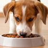 Does Puppy Food Help Dogs Gain Weight? Understanding the Nutritional Needs of Dogs Across Life Stages
