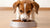Does Puppy Food Help Dogs Gain Weight? Understanding the Nutritional Needs of Dogs Across Life Stages