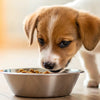 Does Puppy Food Make Dogs Gain Weight? Understanding Nutritional Needs for Your Pet