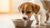 Does Puppy Food Make Dogs Gain Weight? Understanding Nutritional Needs for Your Pet