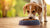 Does Puppy Food Make Dogs Poop More? Understanding the Connection Between Diet and Digestion