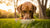 Does Raw Dog Food Cause Constipation? Understanding Dietary Impacts on Your Dog's Digestive Health