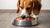 Does Raw Dog Food Cause Diarrhea? Understanding the Risks and Solutions for Your Pup