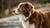Does Raw Dog Food Help with Shedding? Exploring the Connection Between Diet and Canine Coat Health