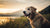 Does Raw Food Help with Dog Allergies? Understanding the Impact of Diet on Canine Allergies-141099925743