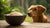 Does Rice Help Dogs Gain Weight? Understanding the Role of Rice in Your Dog's Diet