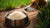 Does Rice Make Dogs Gain Weight? Understanding the Impact of Rice on Your Dog's Diet