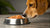 Does Salmon Oil Help Dogs Gain Weight?