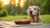 Does Senior Dog Food Have More Calories? Understanding Your Senior Dog's Nutritional Needs