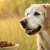Does Senior Dog Food Make a Difference? Understanding Your Senior Dog's Nutritional Needs