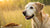 Does Senior Dog Food Make a Difference? Understanding Your Senior Dog's Nutritional Needs