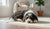Does Spaying a Dog Change Their Behavior? Understanding the Impact on Your Furry Friend-141422559471