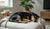 Does Spaying a Female Dog Change Behavior? Understanding the Impact of the Procedure-141422264559