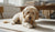 Does Spaying Affect Dog Behavior? Understanding the Impact on Your Furry Companion-141422690543