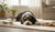 Does Spaying Change Dog Behavior? Understanding the Impact on Our Furry Friends-141420200175