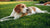 Does Spaying Your Dog Change Their Behavior? Understanding the Impact of Neutering