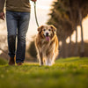 Does Walking Help Dogs Lose Weight? A Comprehensive Guide for Pet Owners